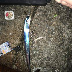 太刀魚釣行　渋い。